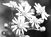 网页免费发手机号